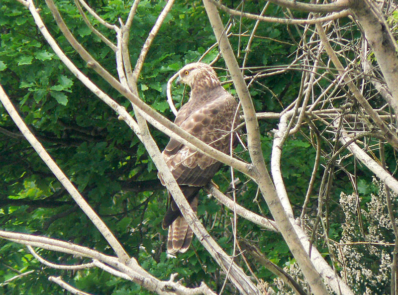 Rapace da identificare